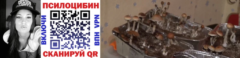 Псилоцибиновые грибы Psilocybine cubensis Великий Новгород